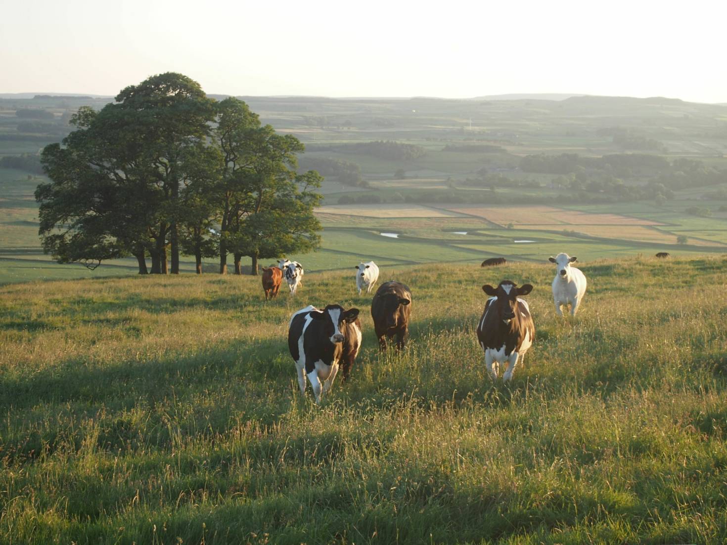 Agricultural Land Use