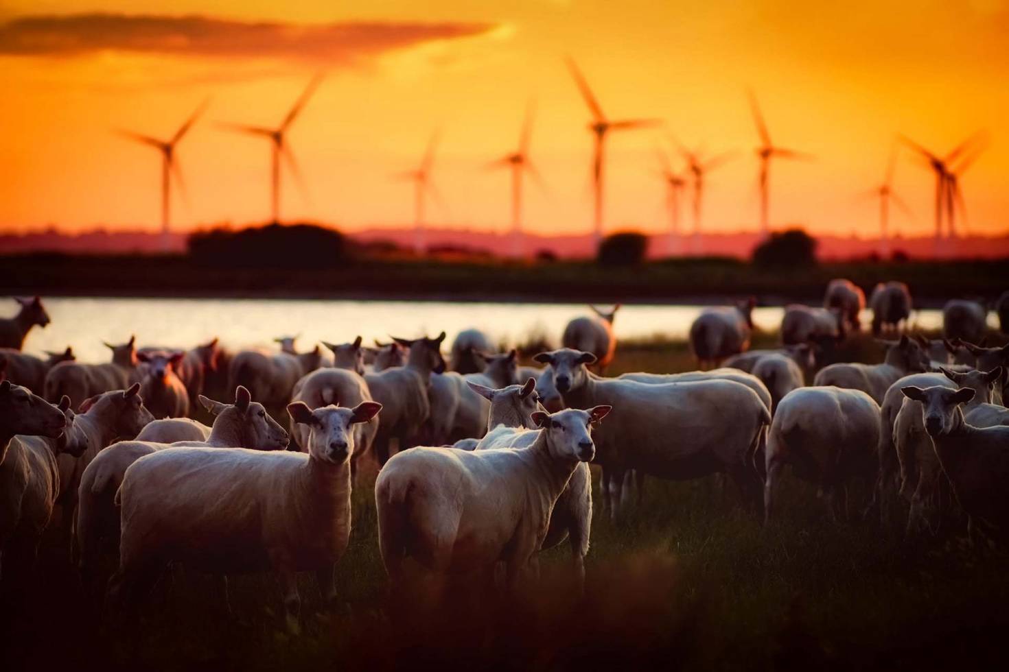 Agriculture and Wind Farms