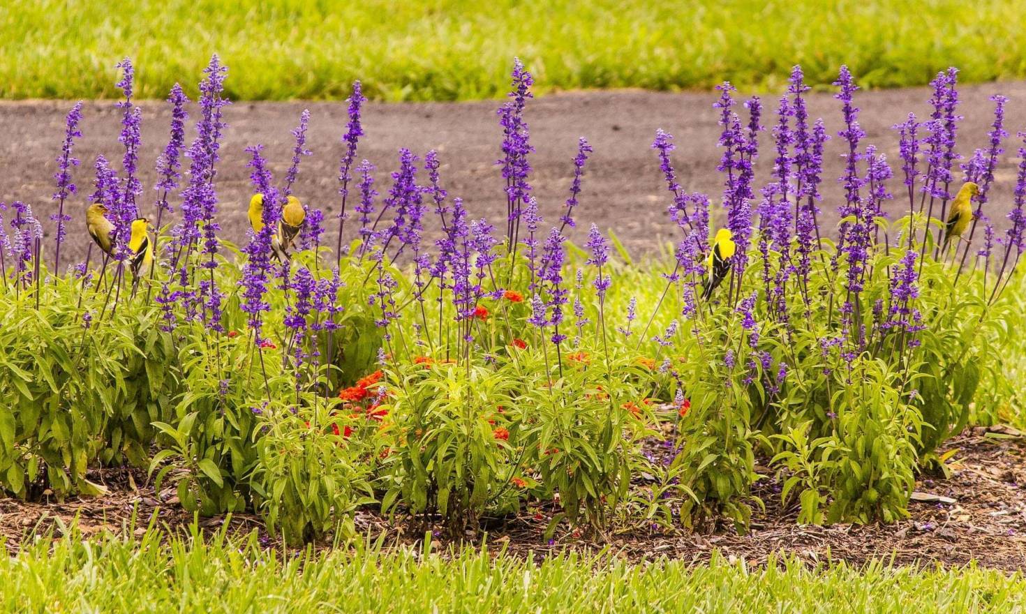 Attract Birds by Naturescaping