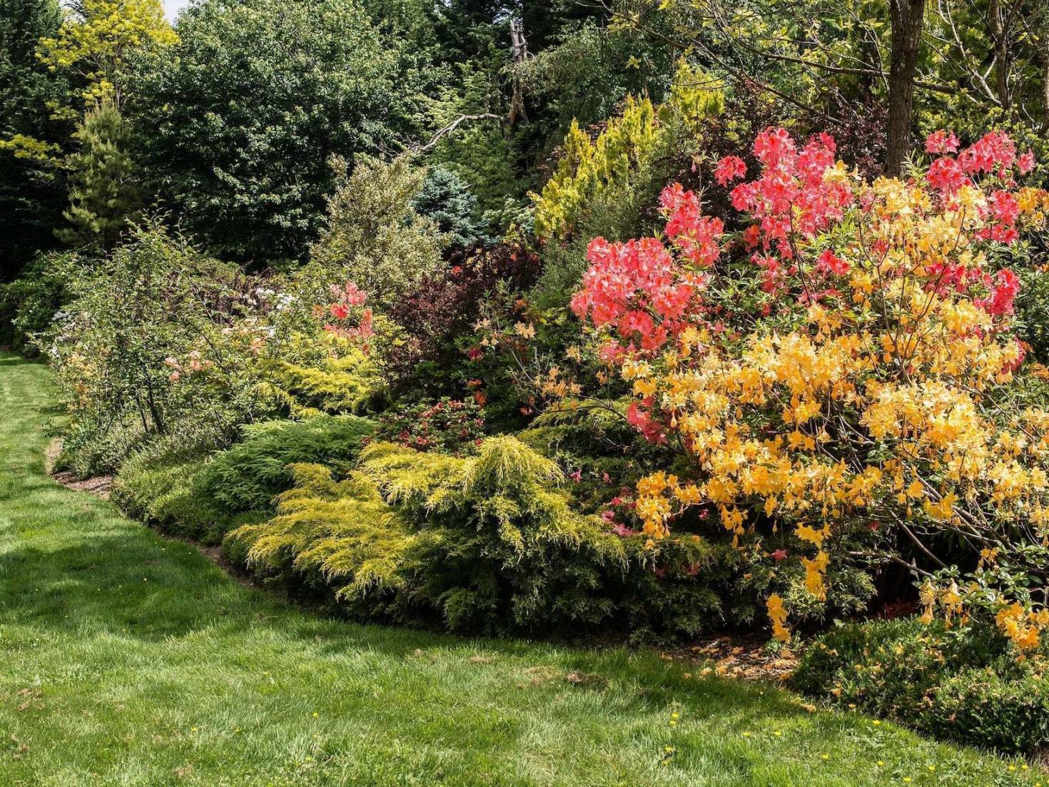 Backyard Naturescape