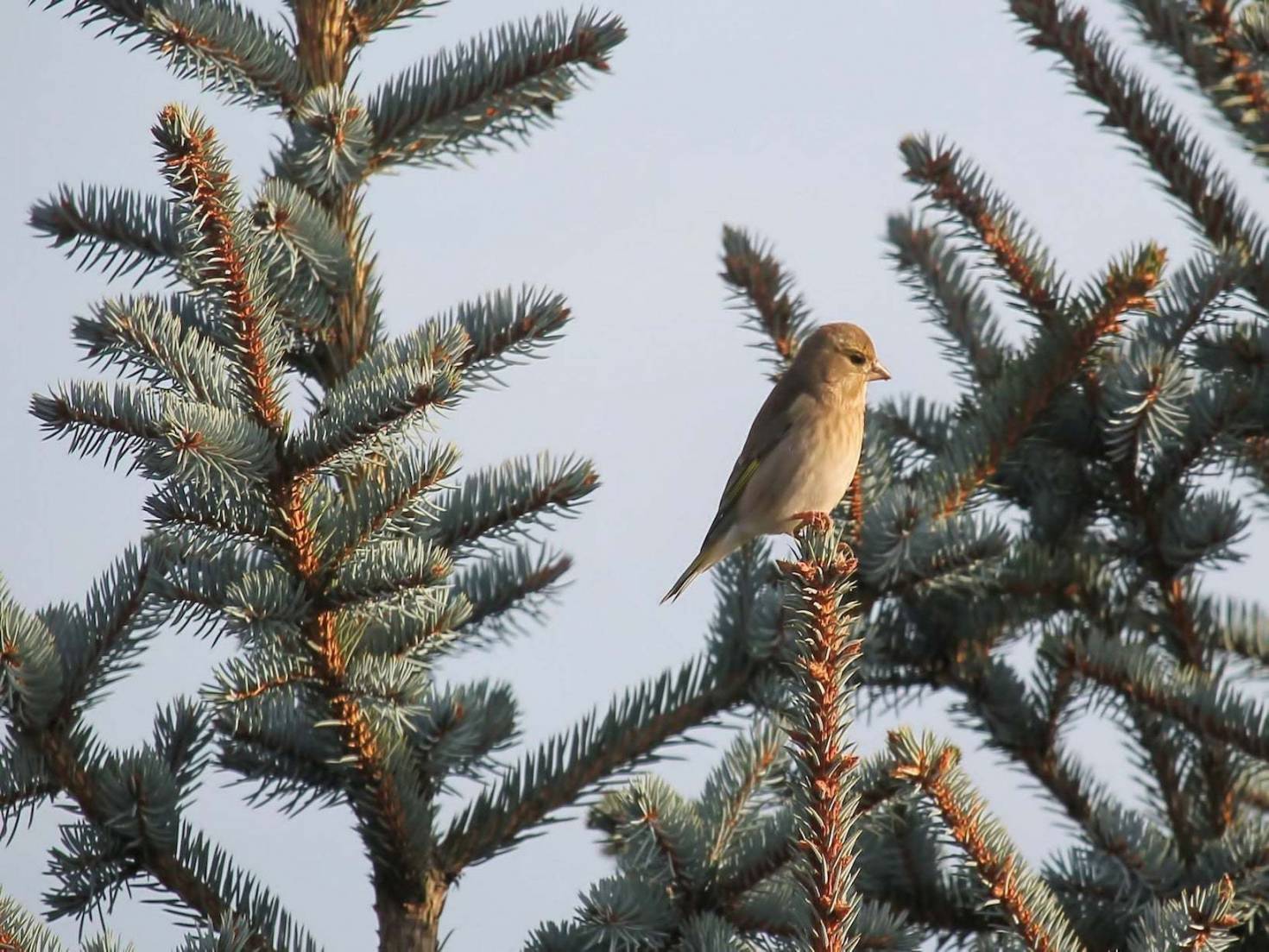 Blue Spruce Tree