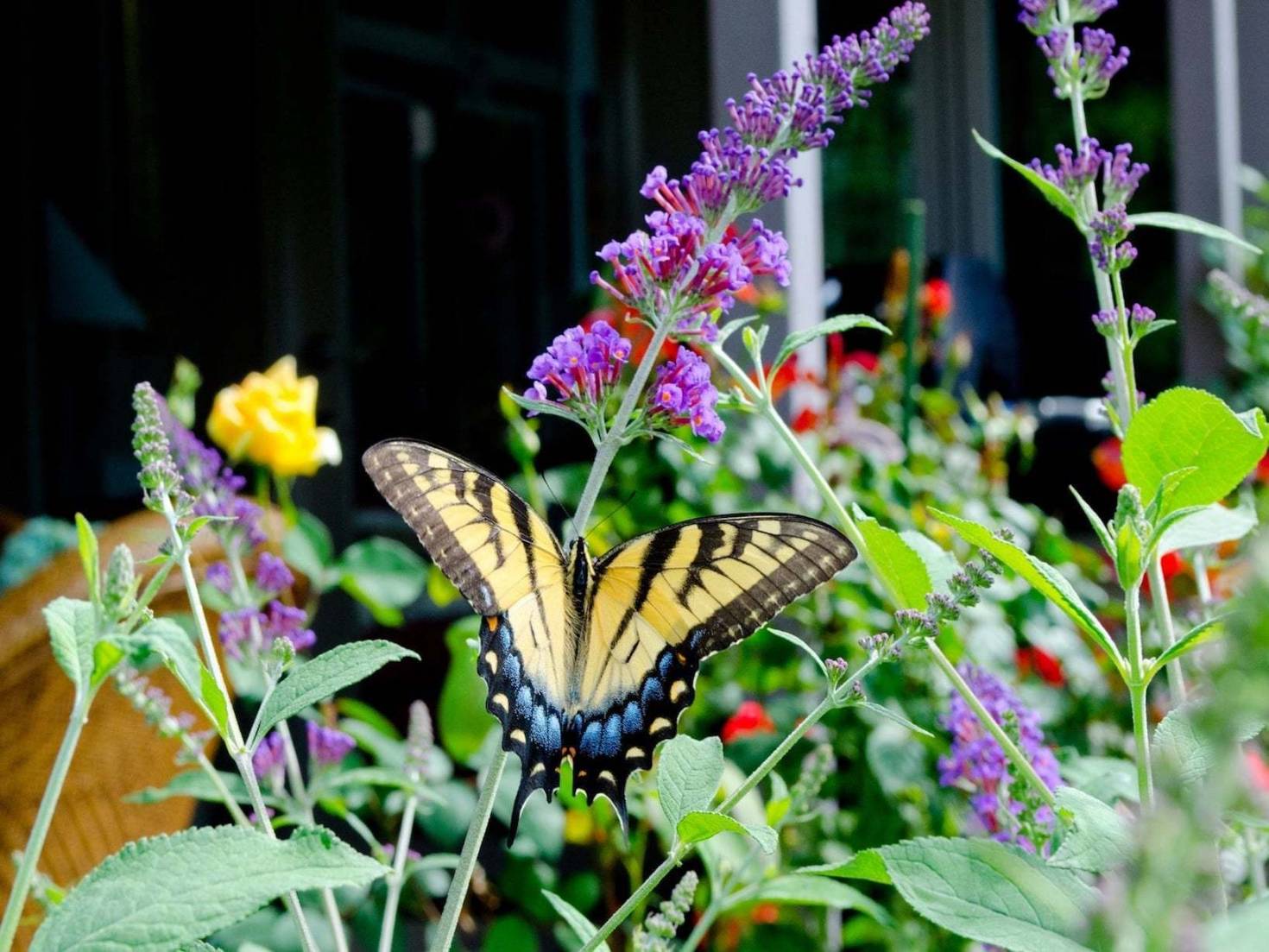 Butterfly Bush