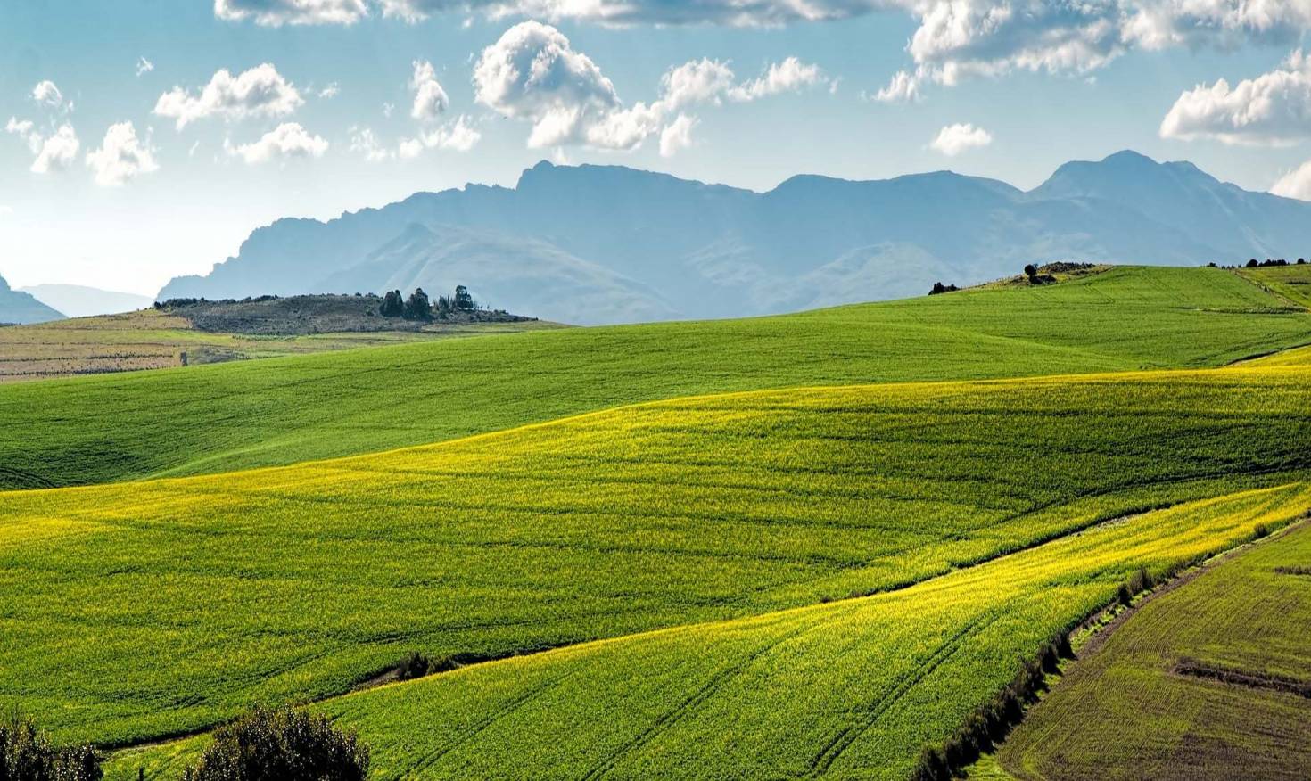 Canola Field