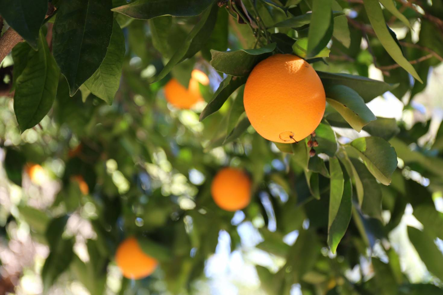 Citrus Grove