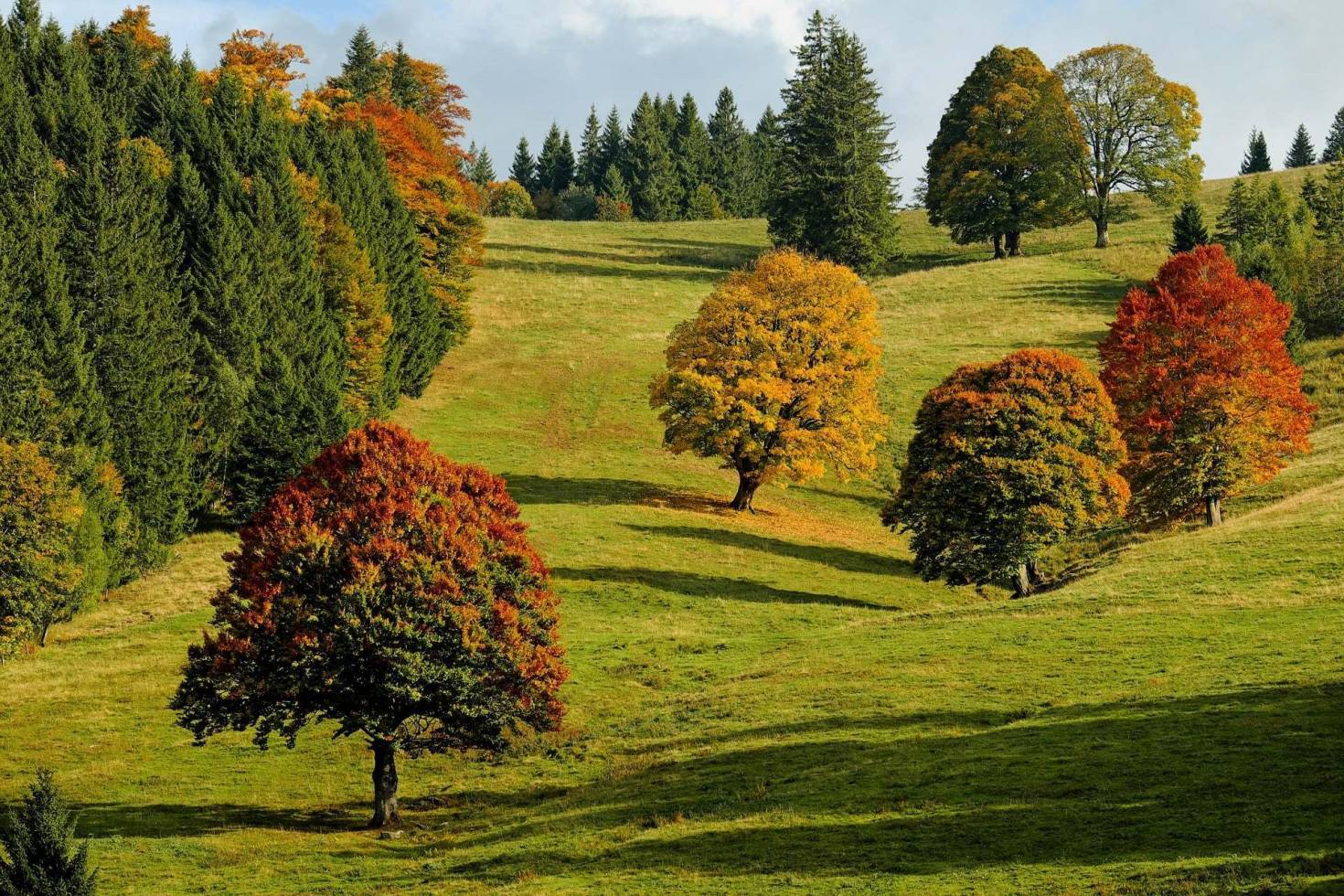 Colorful Forest Landscape