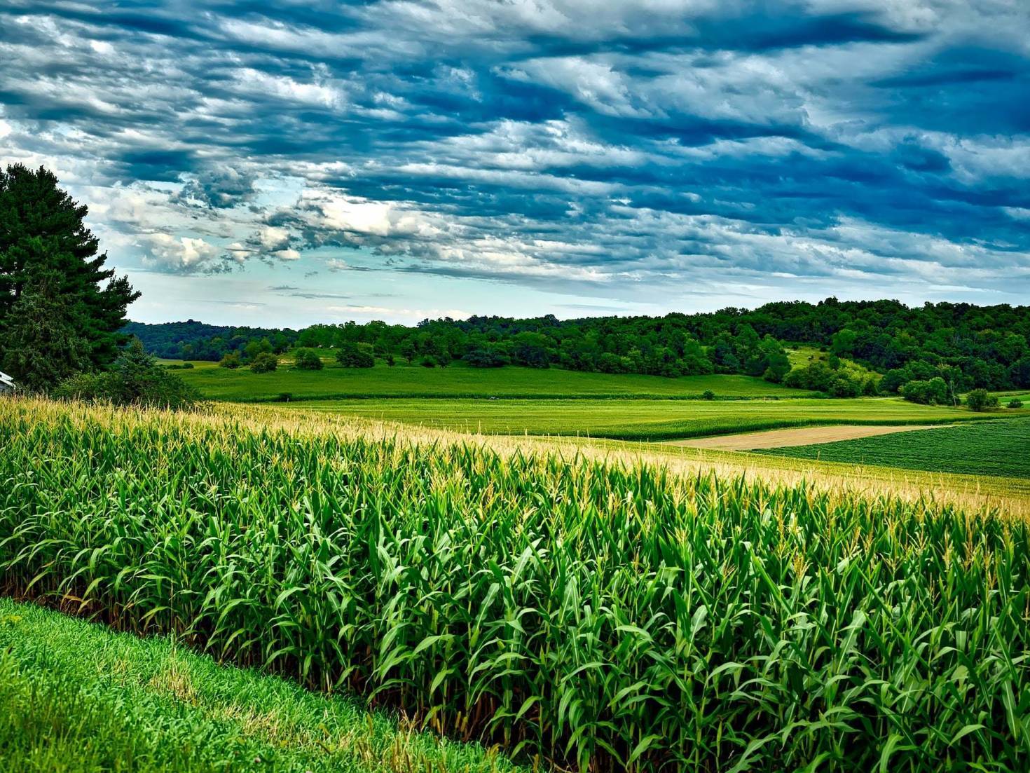 Crop Rotation With Corn