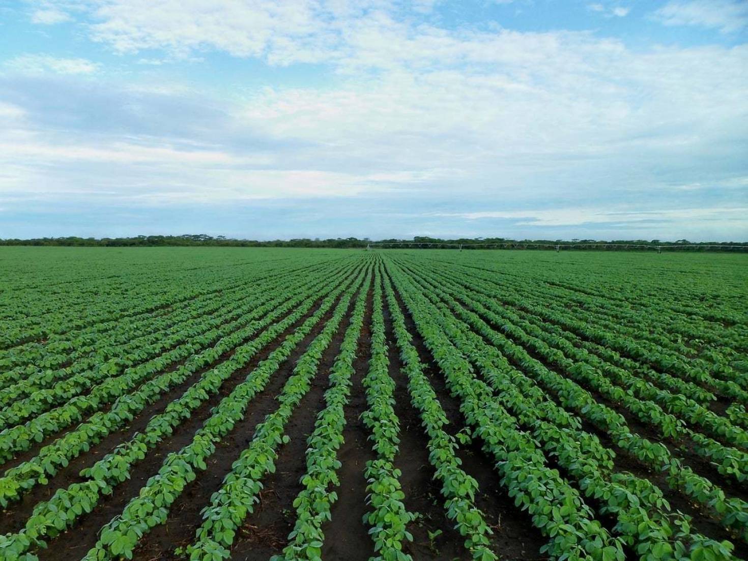 Crop Rotation With Soybeans