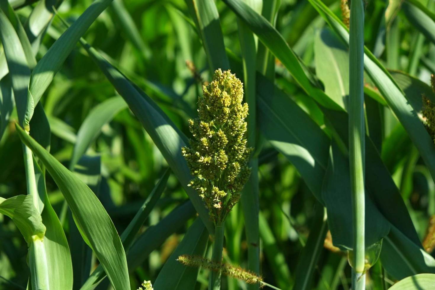 Early Stages Of Corn