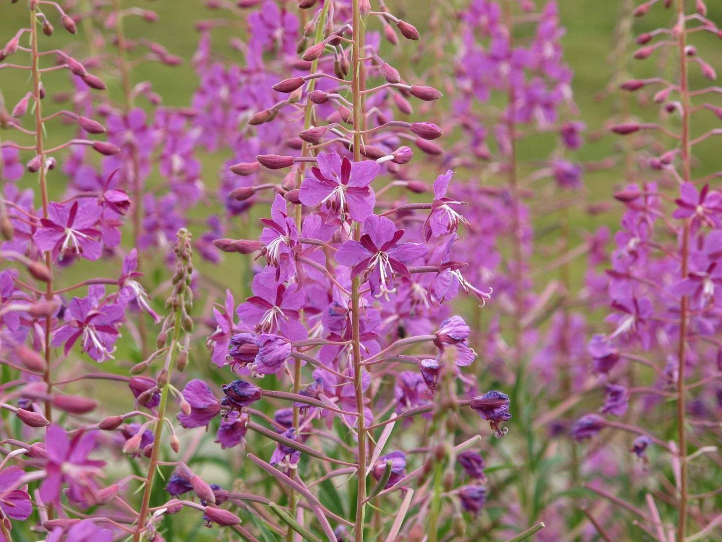 The Edible Plant Fireweed