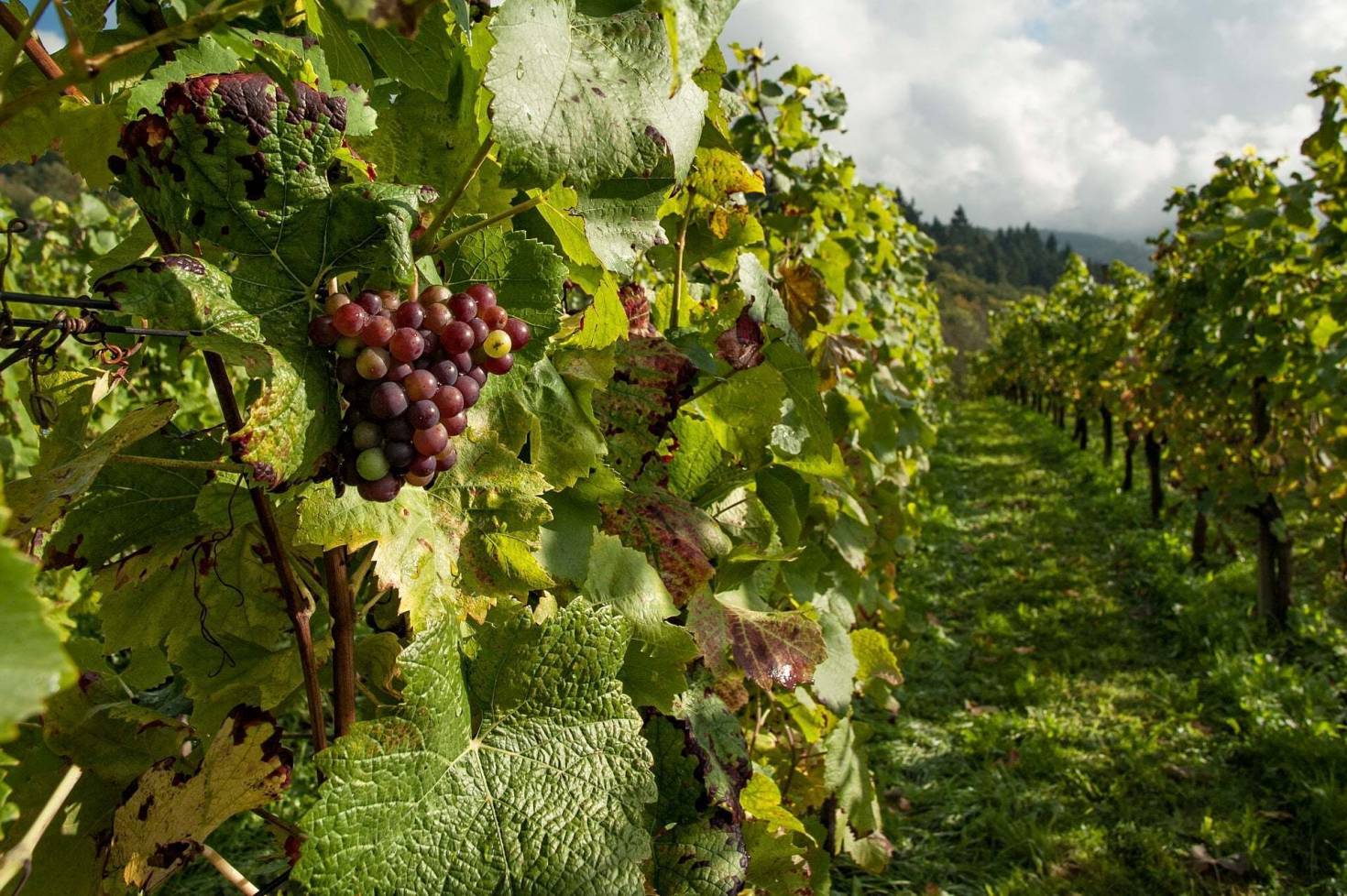 Financing A Vineyard