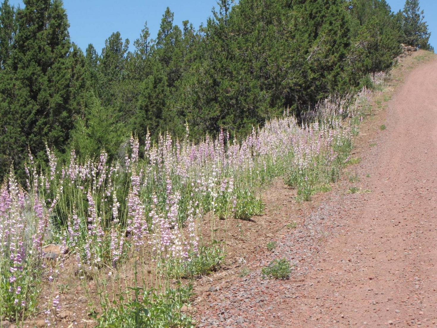 Forest Access Road