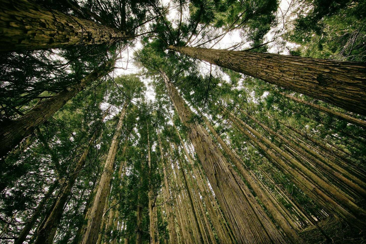 Forest Ground View