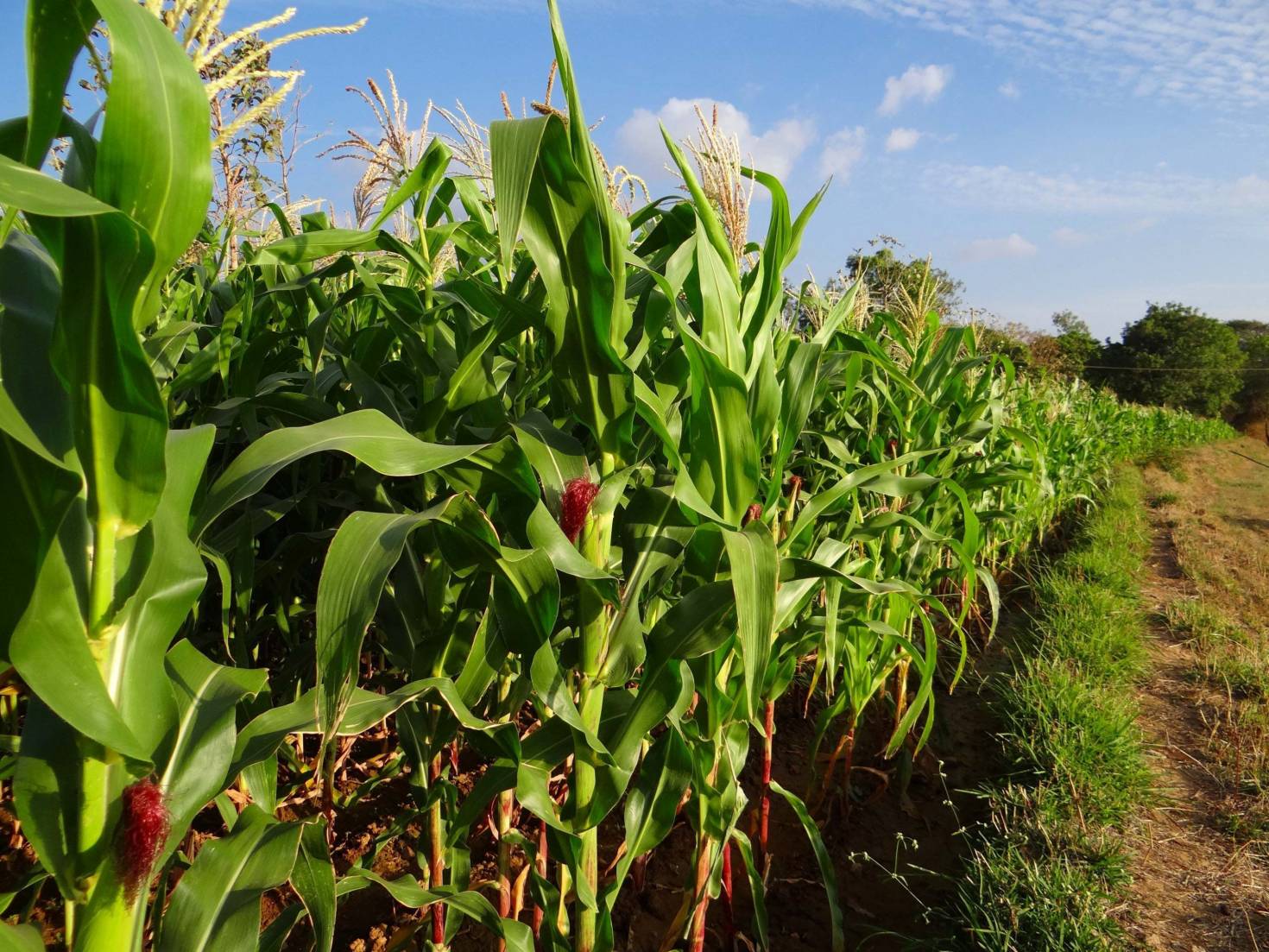 Fully Grown Corn