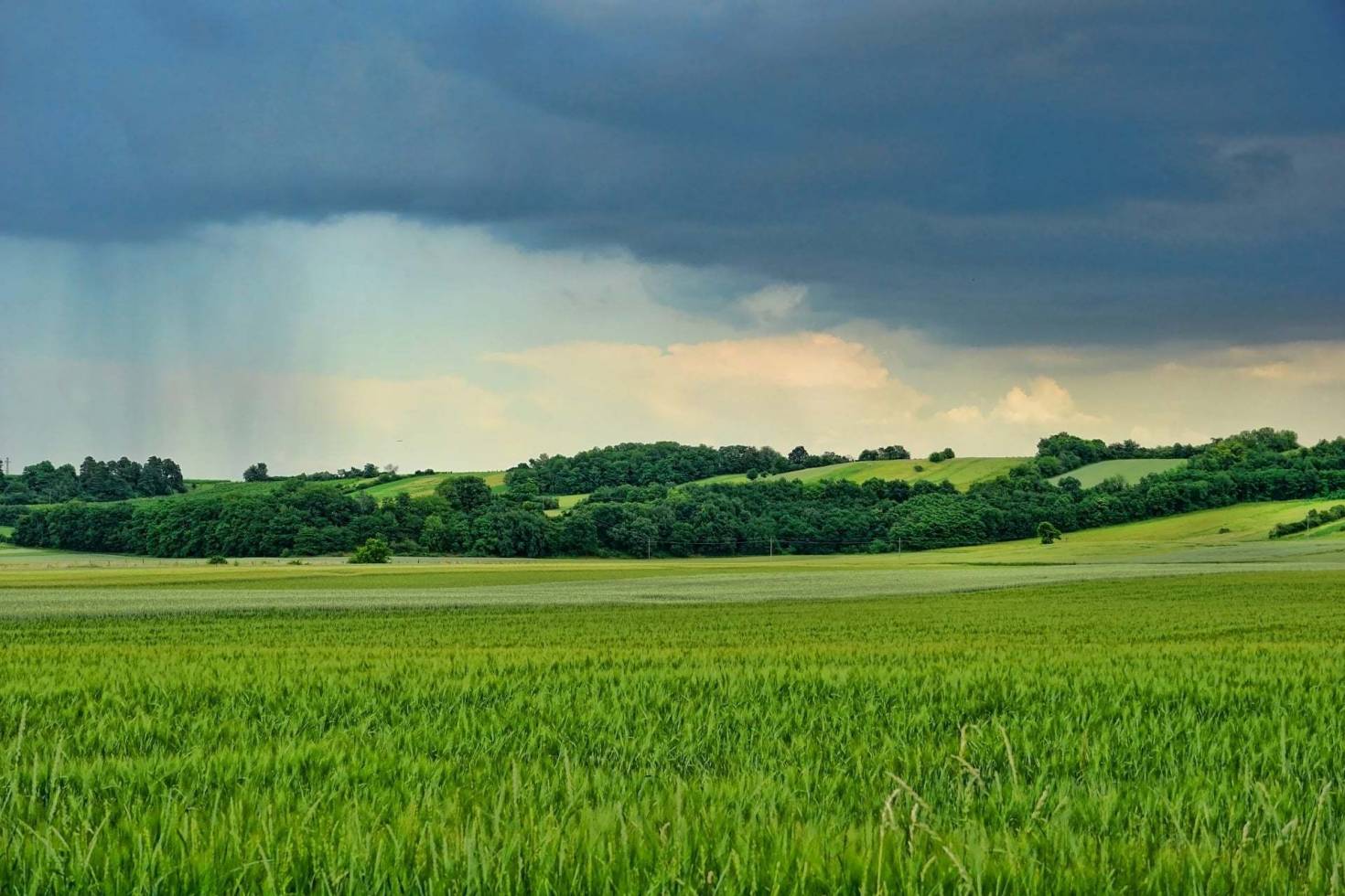 Grassland Landscape