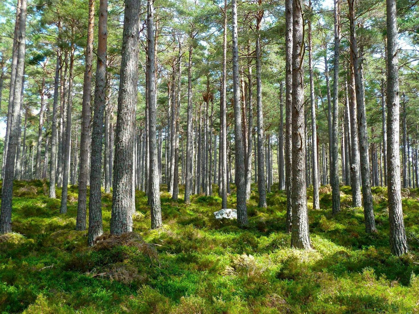 Healthy Green Forest