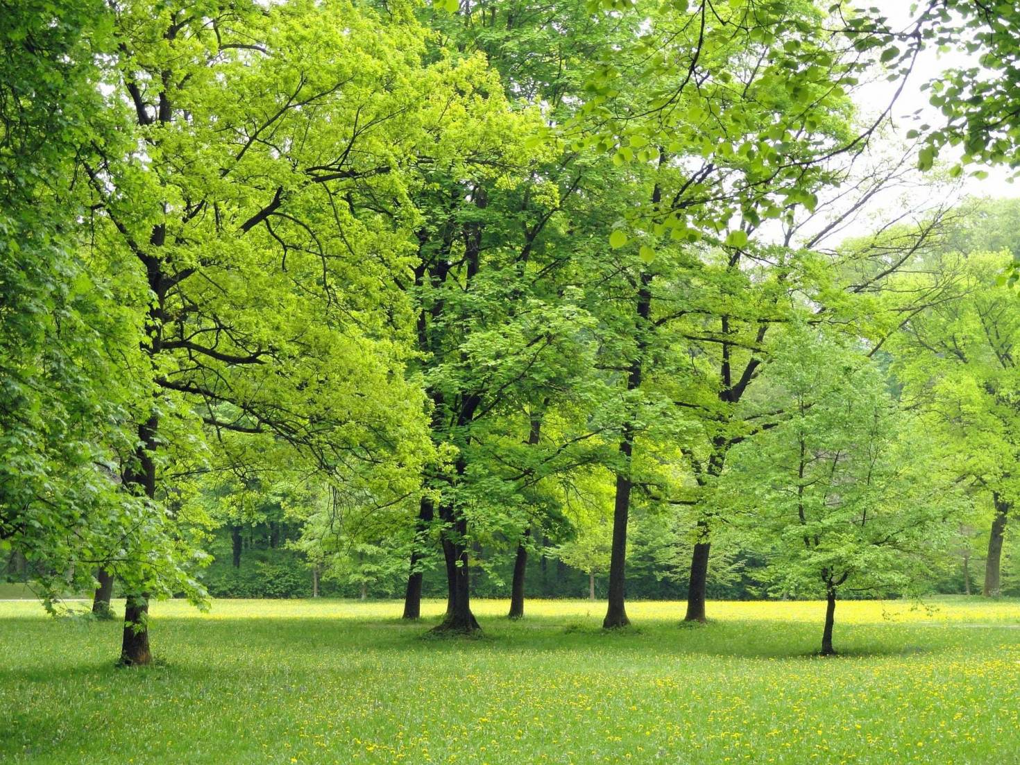 Green Landscape