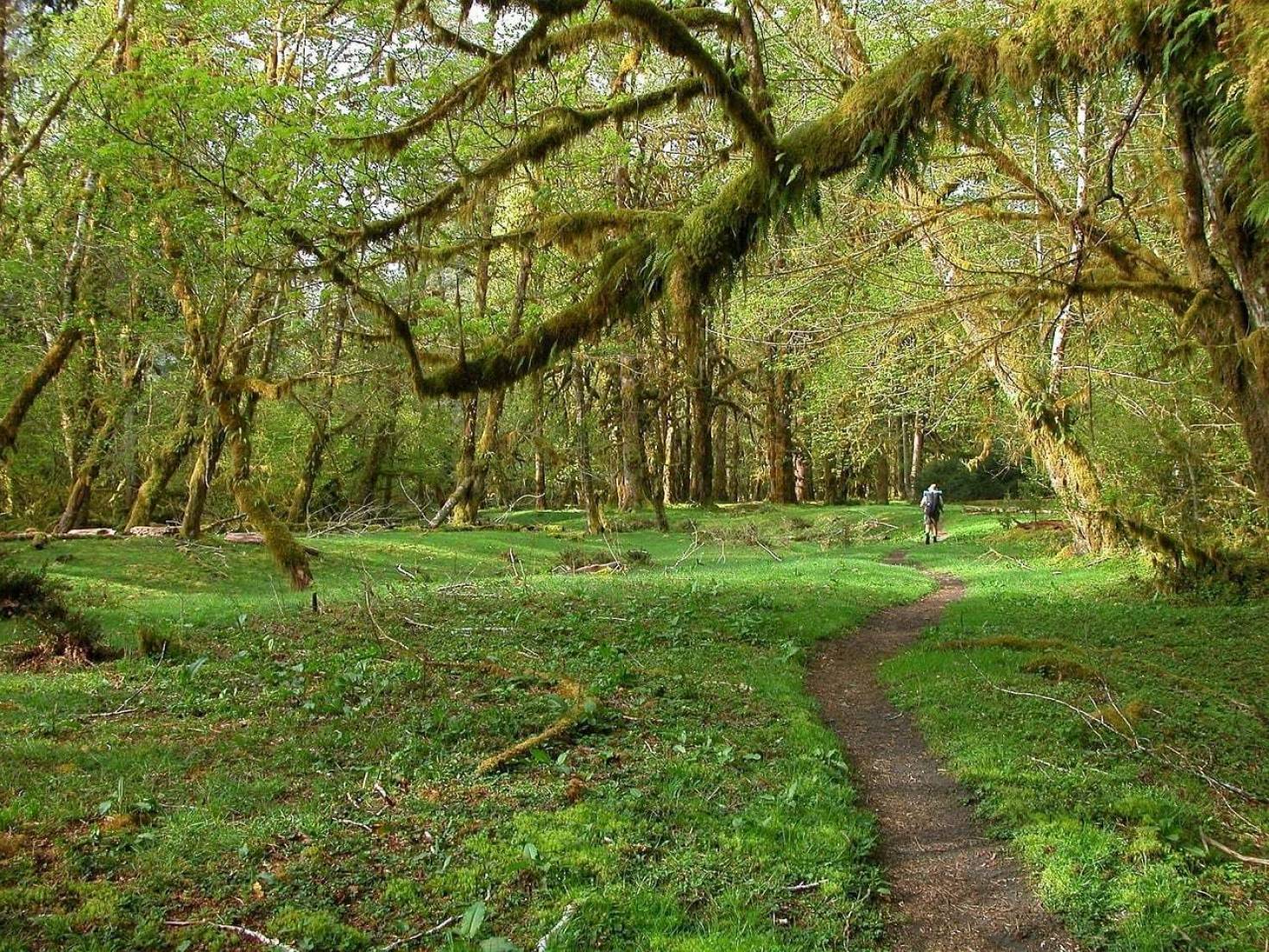 Hoh Rainforest in Olympic National Park