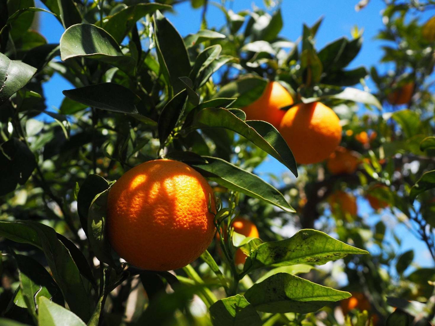 Large Citrus Farm Owners