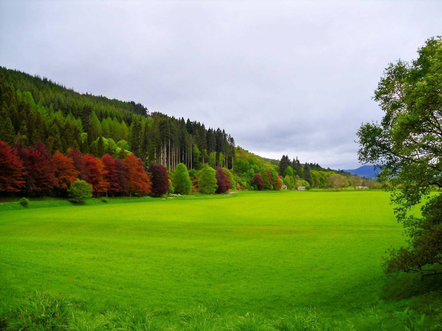 Open Green Landscape