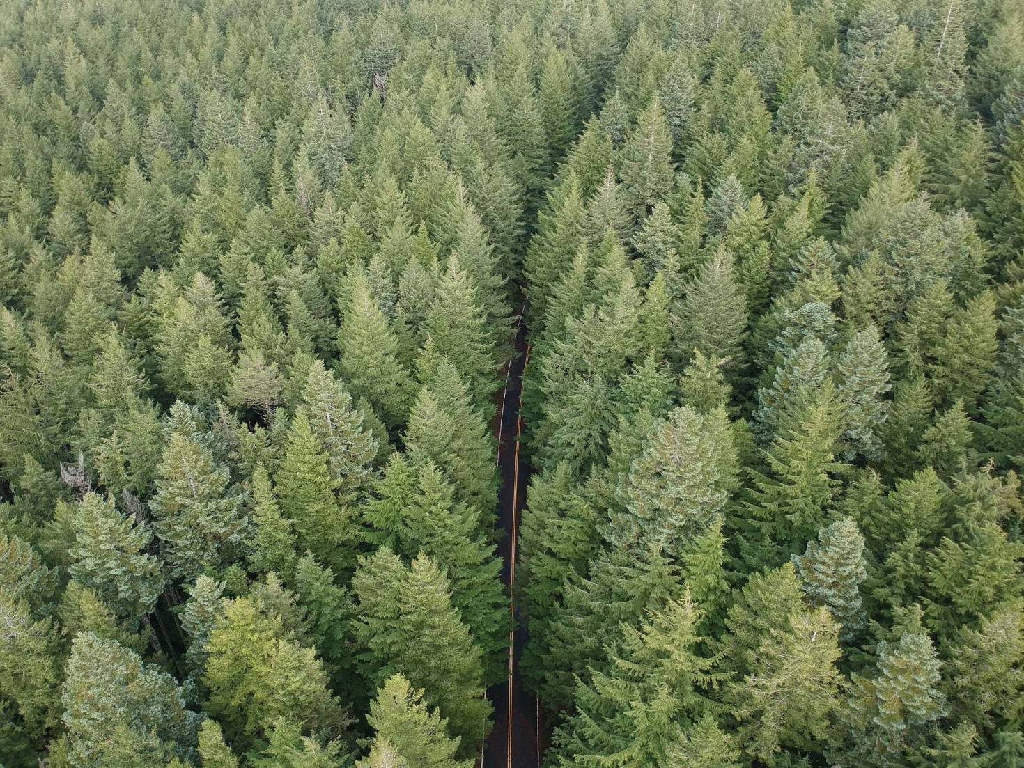 Oregon Timberland