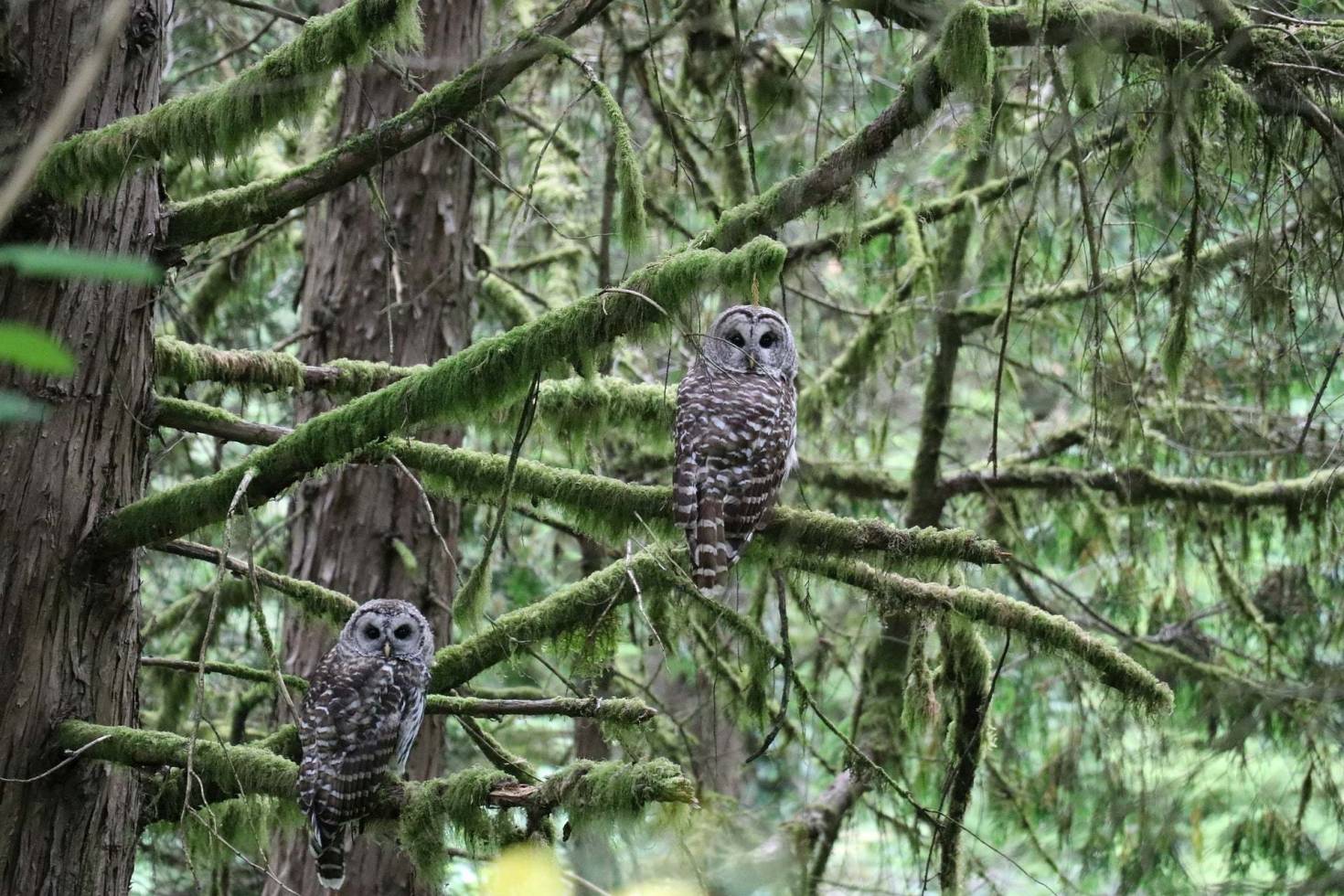 Owls In The Forest