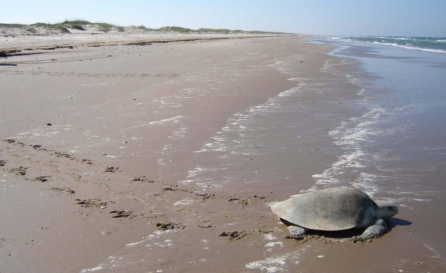 Padre Island National Seashore