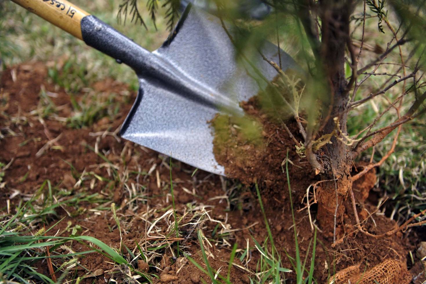 Planting a Tree