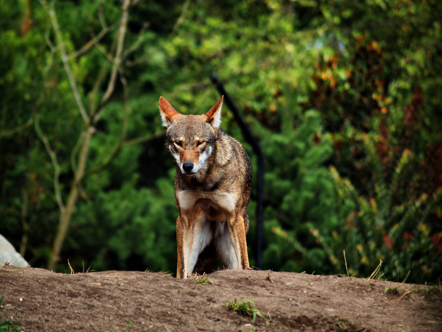 Red Wolf Red Wolf