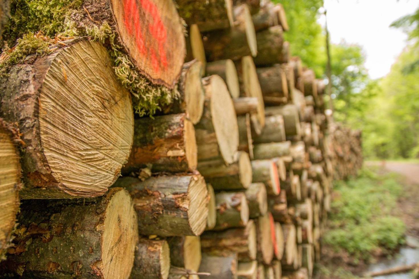 Timber Harvest