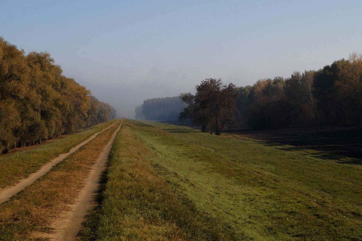 Trail In A Clearing