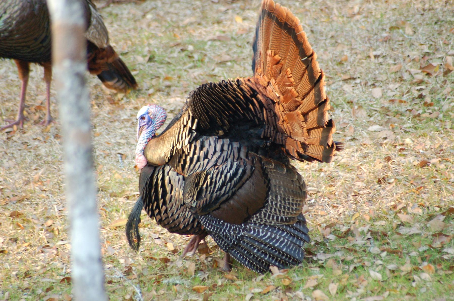 6 Acres of Residential Land for Sale in Adams Run, South Carolina