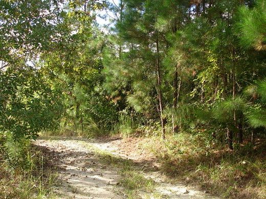 6 Acres of Residential Land for Sale in Adams Run, South Carolina