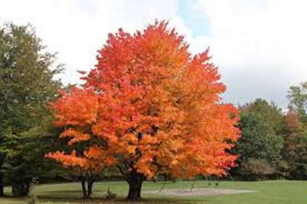 Residential Land for Sale in Carmi, Illinois