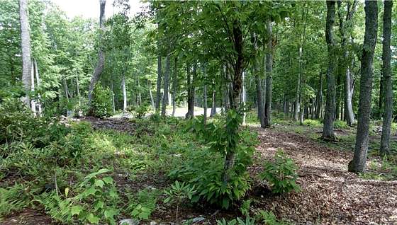 2 Acres of Residential Land for Sale in Boone, North Carolina