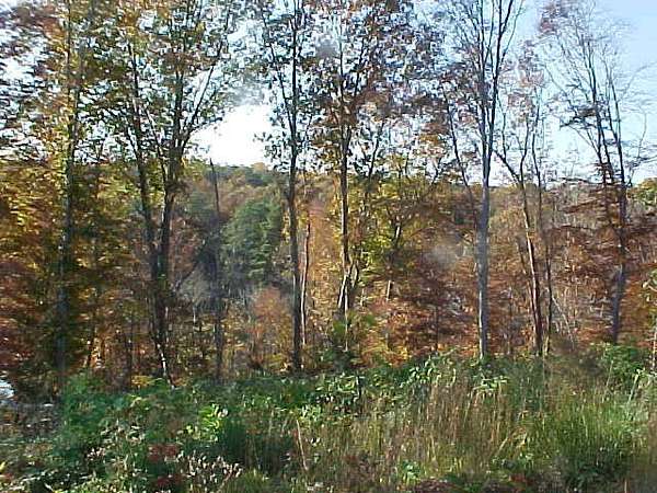 22.7 Acres of Land for Sale in Warsaw, Virginia