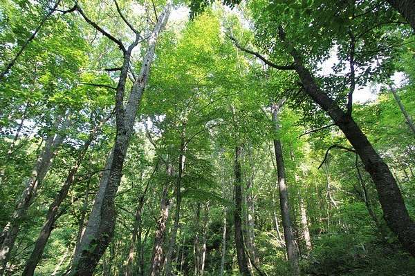 5.3 Acres of Land for Sale in Independence, Virginia