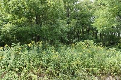 1.6 Acres of Residential Land for Sale in Max Meadows, Virginia