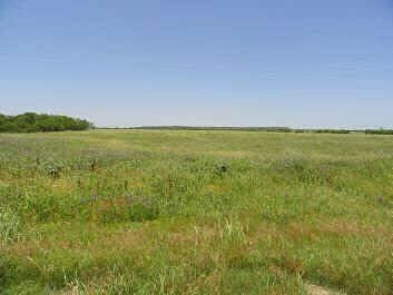 98.1 Acres of Land for Sale in Tuscola, Texas