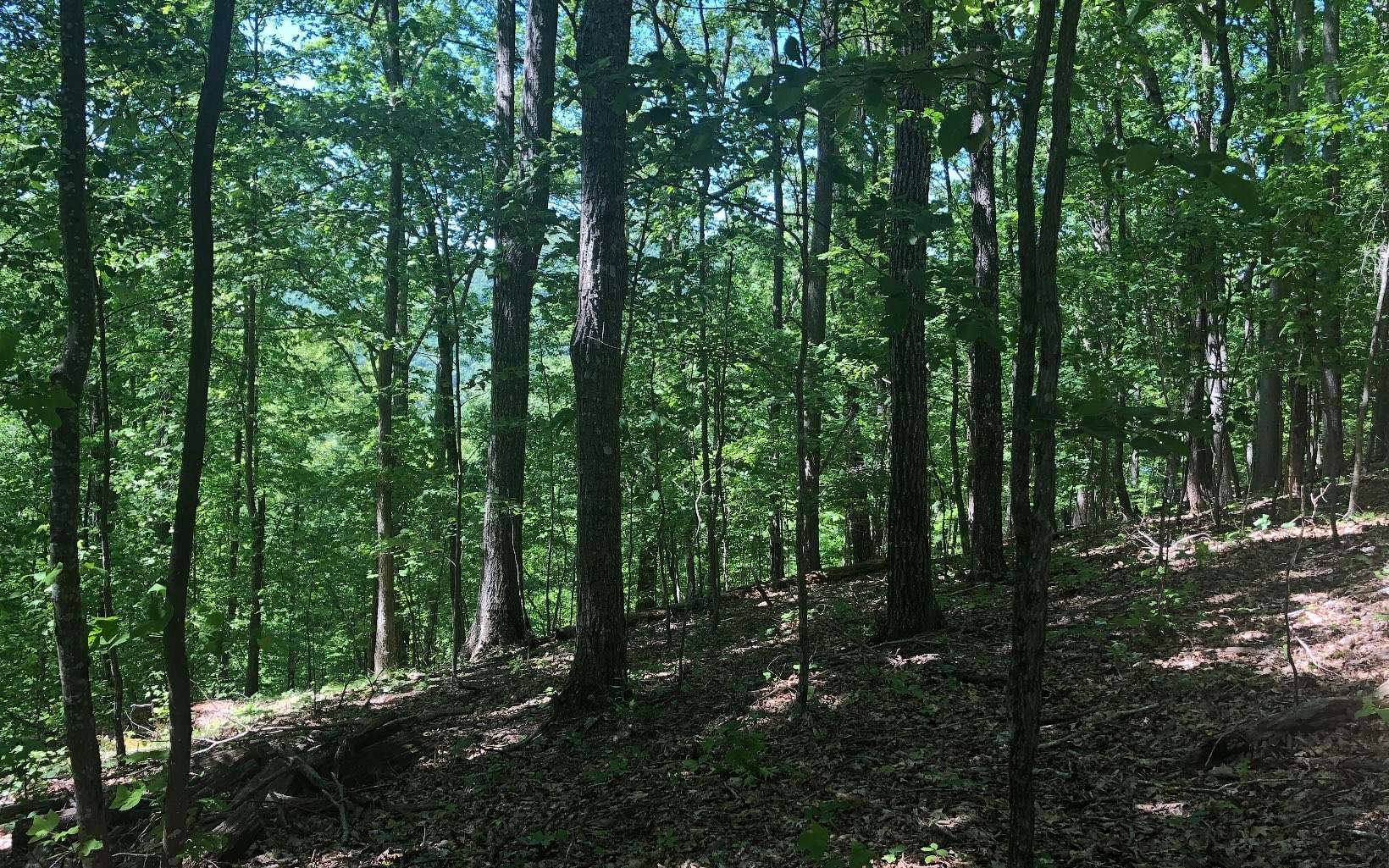 1.5 Acres of Residential Land for Sale in Blairsville, Georgia