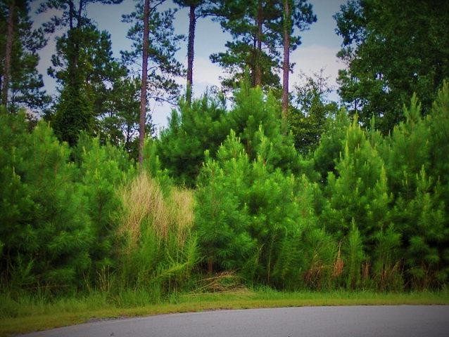 1 Acre of Residential Land for Sale in Townsend, Georgia
