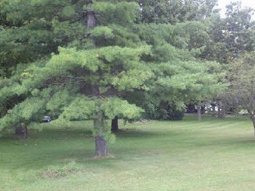 0.85 Acres of Residential Land for Sale in Roscoe, Illinois