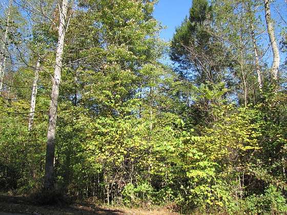 2 Acres of Residential Land for Sale in Stuart, Virginia