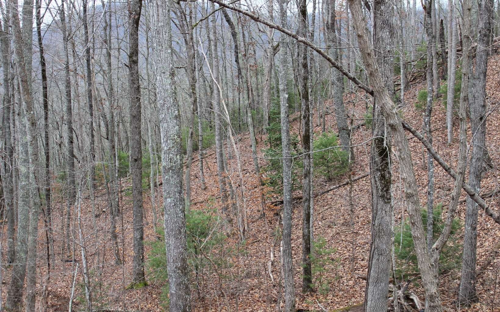 1.5 Acres of Land for Sale in Hayesville, North Carolina