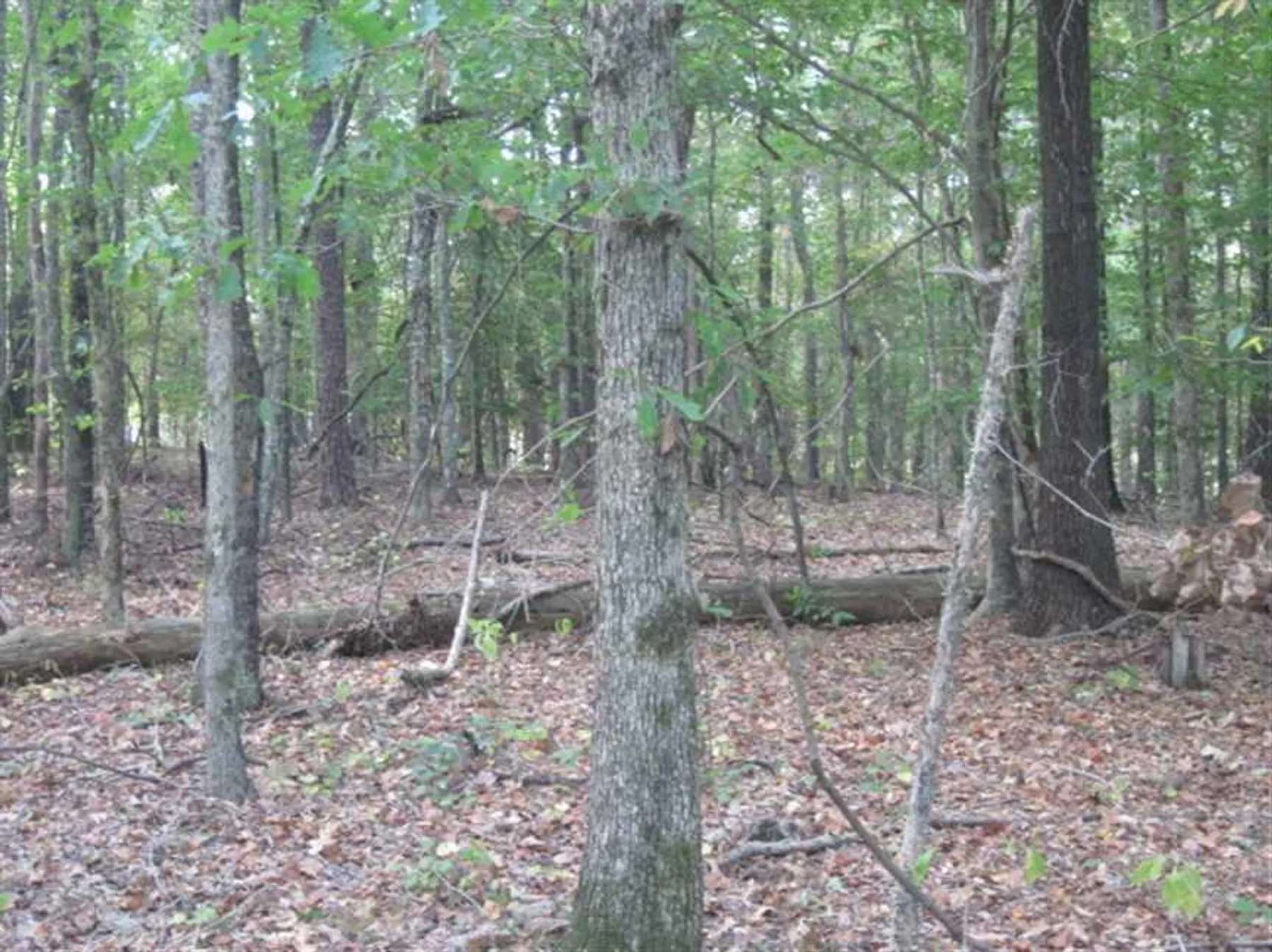 11 Acres of Recreational Land for Sale in Carrollton, Mississippi