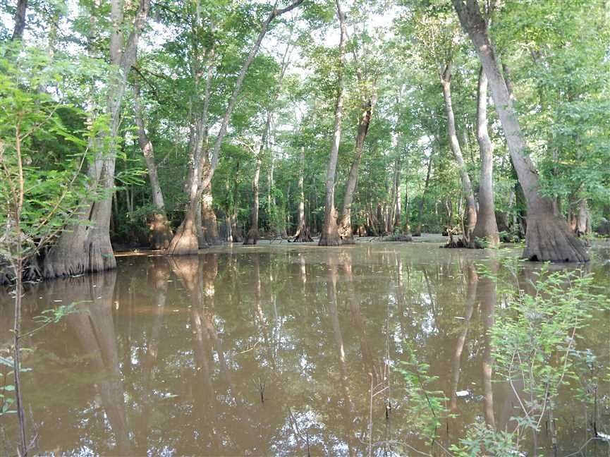 1 Acre of Land for Sale in Baxley, LandSearch