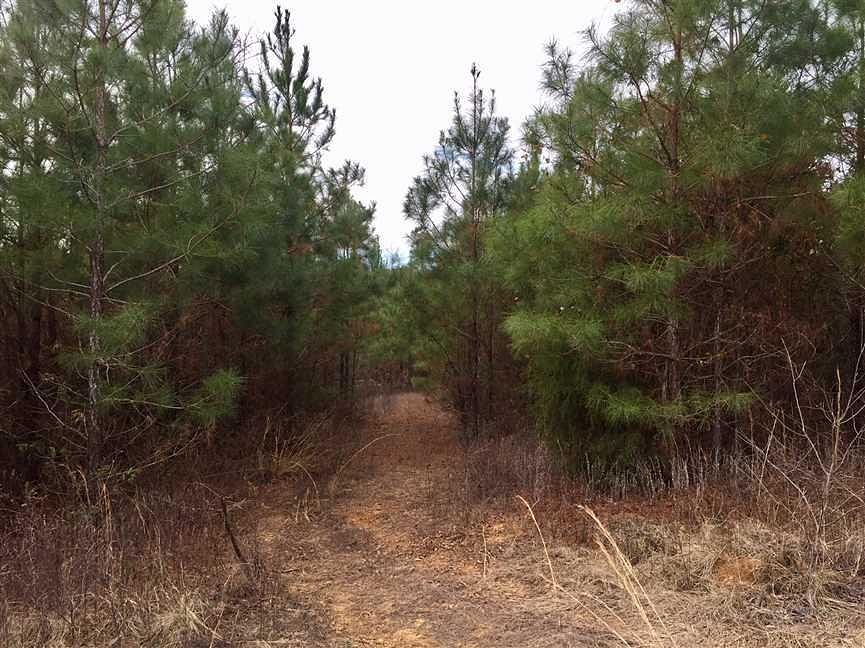 40 Acres of Recreational Land for Sale in Farmerville, Louisiana
