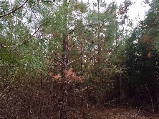 40 Acres of Recreational Land for Sale in Farmerville, Louisiana