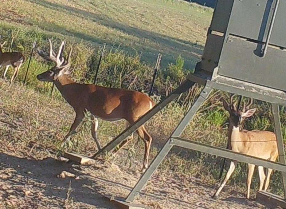 61.2 Acres of Agricultural Land with Home for Sale in Ben Wheeler