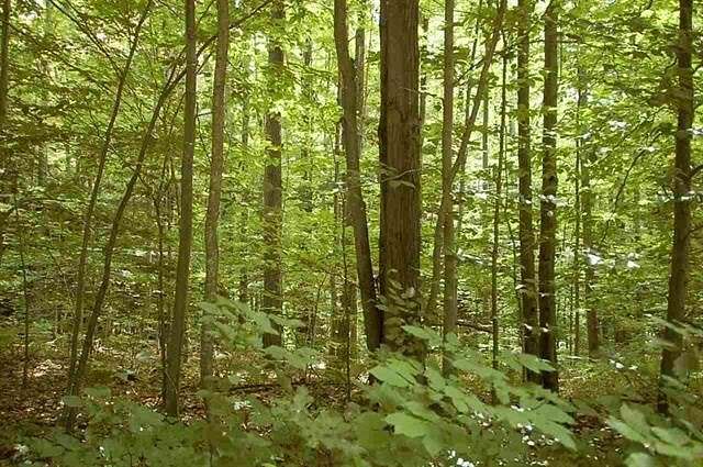 0.43 Acres of Residential Land for Sale in Houghton Lake, Michigan