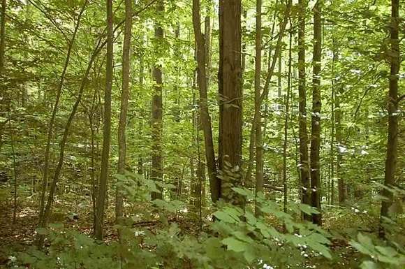 0.428 Acres of Residential Land for Sale in Houghton Lake, Michigan
